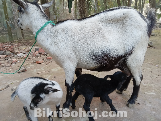 ২ টি বাচ্চা সহ একটি ছাগল বিক্রি করা হবে.